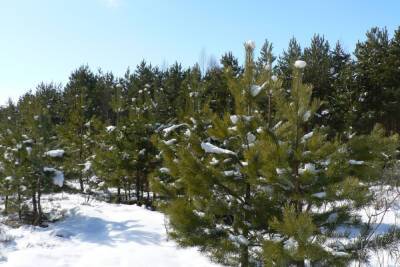Тамбовские лесоводы начали дежурства по охране «новогодних ёлок»