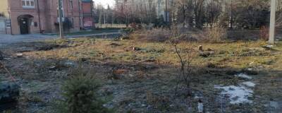 Виновных в уничтожении голубых елей в Ульяновске накажут