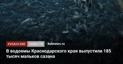 В водоемы Краснодарского края выпустили 185 тысяч мальков сазана