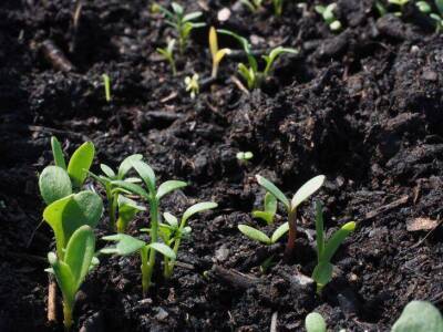 Как правильно раскислять почву на огороде: простой дедовский способ