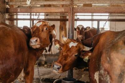 На молочной ферме Карелии, принадлежащей питерской фирме, перестали платить зарплату