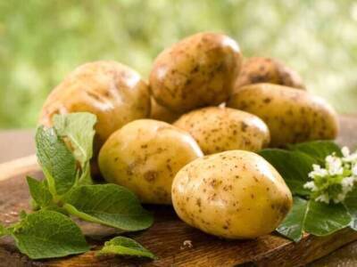 Польза картофеля для здоровья