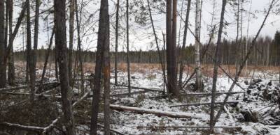 Рубка деревьев возле Максаковки возмутила местных жителей