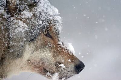 В Костомукше за месяц убили трёх волков