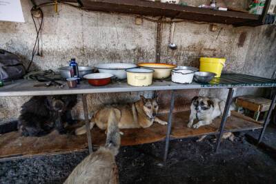 «Собаки в мороз останутся голодные»: псковский приют заявил о проблемах с водой