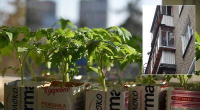 Россинам больше нельзя будет выращивать рассаду на балконе? Новый штраф за остекление балкона - 5 тысяч