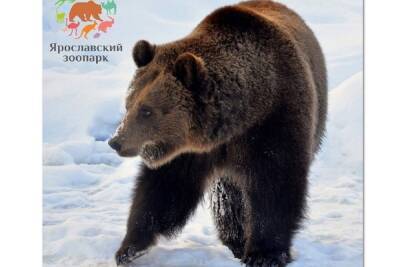 Ярославские медведи отправились в спячку