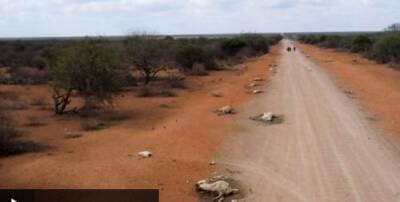 Африку поразила небывалая засуха, 26 миллионов человек голодают - argumenti.ru - Кения - Эфиопия - Сомали