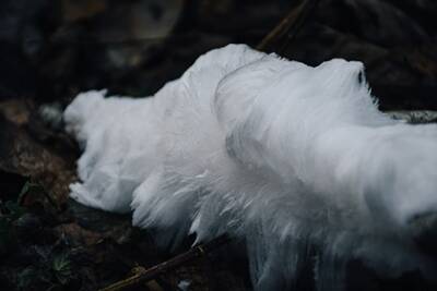 Ученые из Тверской области сфотографировали «ледяную бороду»