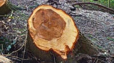 Срубленные деревья обойдутся браконьеру в 1,1 млн руб.