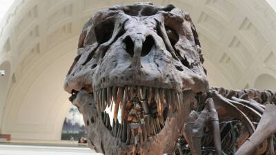 Обнаруженные учеными из Университета Альберта кости динозавров хранились в газетах