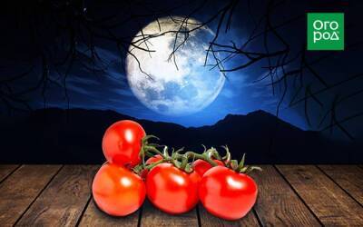 Выращивание томатов по Лунному календарю в 2022 году