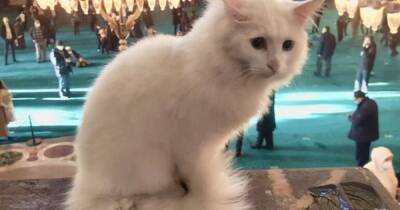Самый известный кот Стамбула пропал без вести (видео)