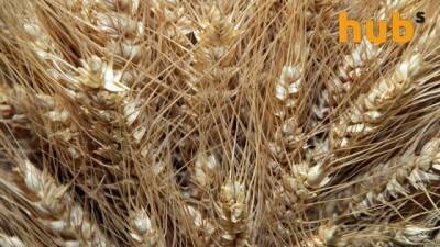 Ціни на пшеницю рекордні за останні 10 років. На наступний рік – ціни зростуть ще більше - hubs.ua - Украина