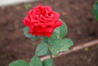Какие растения посадить рядом с розами: цветы будут долго радовать дачника своей красотой