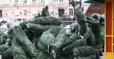 В Киеве устанавливают главную елку страны: что сейчас происходит на Софийской площади