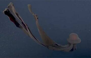 Ученые сняли на видео гигантскую глубоководную «призрачную медузу»