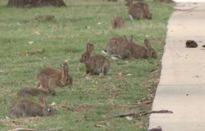 Власти Австралии разрешили отстрел разросшейся популяции кроликов