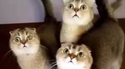 Девушка уморительно озвучила ролик со своими котами и рассмешила до слез YouTube