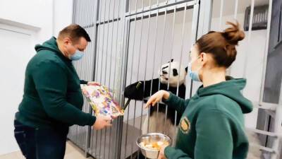 Московский зоопарк разыгрывает новогодние подарки от панд Жуи и Диндин
