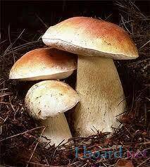 Состав белых грибов
