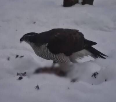 Девушку напугал ястреб, отобедавший голубем почти в центре Петербурга — видео