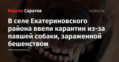 В селе Екатериновского района ввели карантин из-за павшей собаки, зараженной бешенством