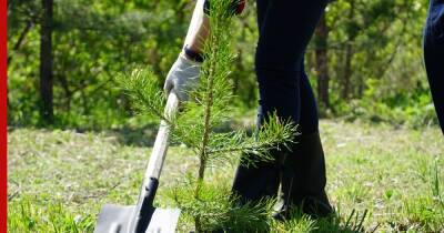 «Кузбассразрезуголь» направил 18 млн рублей на высадку деревьев