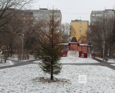 Засохшую ель на улице Усилова заменят в течение декабря