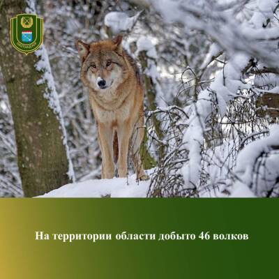 В Ленобласти за четыре месяца отстрелили 46 волков