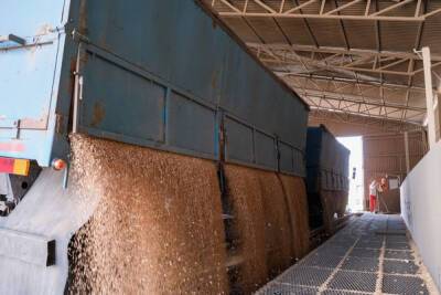 Волгоградская область за год экспортировала зерно на 95 млн долларов
