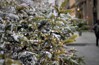 В Новосибирске подорожали новогодние елки