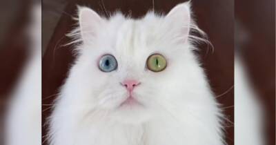 Найпопулярніше відео року на TikTok: кішка із пластиковими стаканчиками набрала 185 мільйонів переглядів
