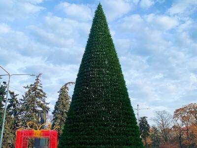 В Ростове главную елку у парка Горького нарядят до конца недели