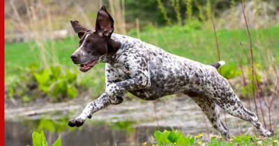 Курцхаар: собака-компаньон и прирожденный охотник