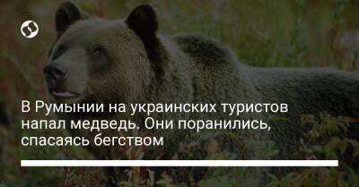 В Румынии на украинских туристов напал медведь. Они поранились, спасаясь бегством