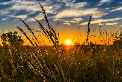 Цена зерновых из Украины будет высокой и в 2022 году из-за стремительно дорожающих удобрений