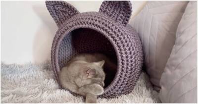 Крутой домик для любимой кошки: питомца не вытащить из уютного гнездышка