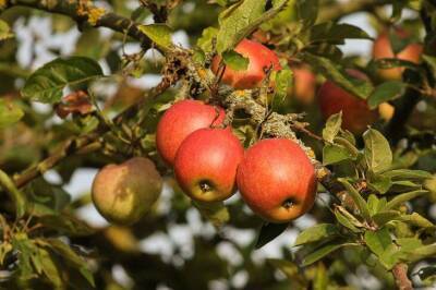 Как избавиться от яблонной плодожорки навсегда: хитрости, чтобы не было червивых яблок