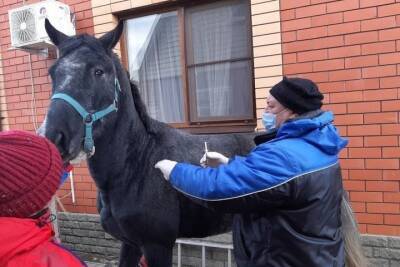 В Курске порядка 200 лошадей привили от ринопневмонии