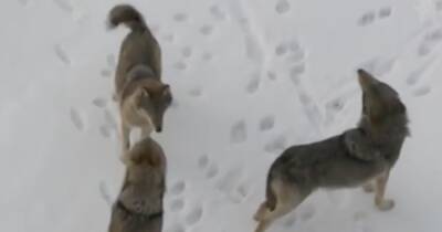 В Пермском крае убили стаю волков, растерзавших собаку на кладбище