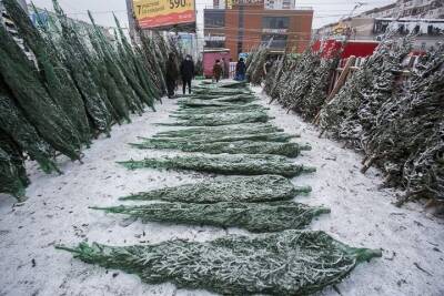 Новогодние елки резко подорожали в Новосибирске