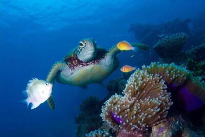 Коралловые рифы могут исчезнуть через 5о лет