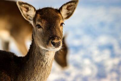 Животные в Хабаровском крае могут умереть из-за глубокого снега