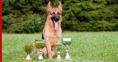 Успешные и грациозные: 7 пород собак, которые чаще всего выигрывают на выставках