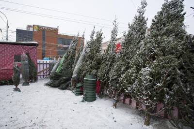 Торговцы объяснили подорожание ёлок к Новому году в Новосибирске