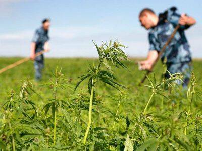 В Мордовии сотрудник УФСИН вырастил плантацию марихуаны