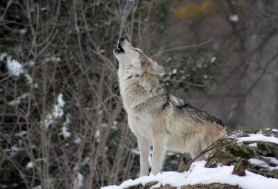 С начала сезона охоты в Ленинградской области подстрелили 46 волков