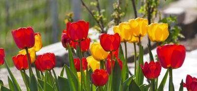 В Севастополе высадят около 170 тысяч тюльпанов
