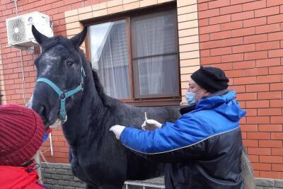 В Курске стали активно вакцинировать лошадей